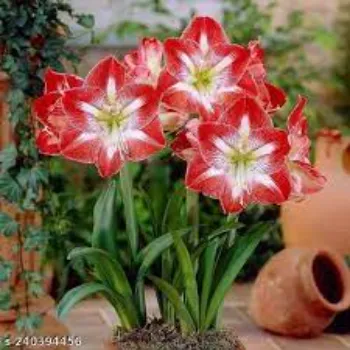 Red Lilium Plant
